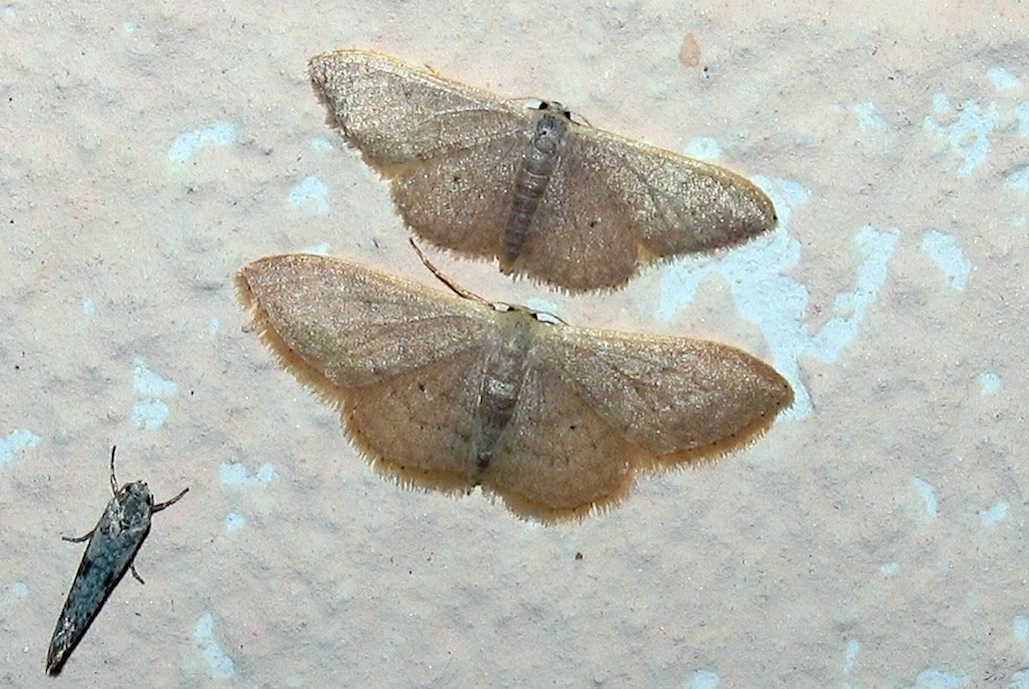 Id falena 1 - Idaea predotaria/distinctaria